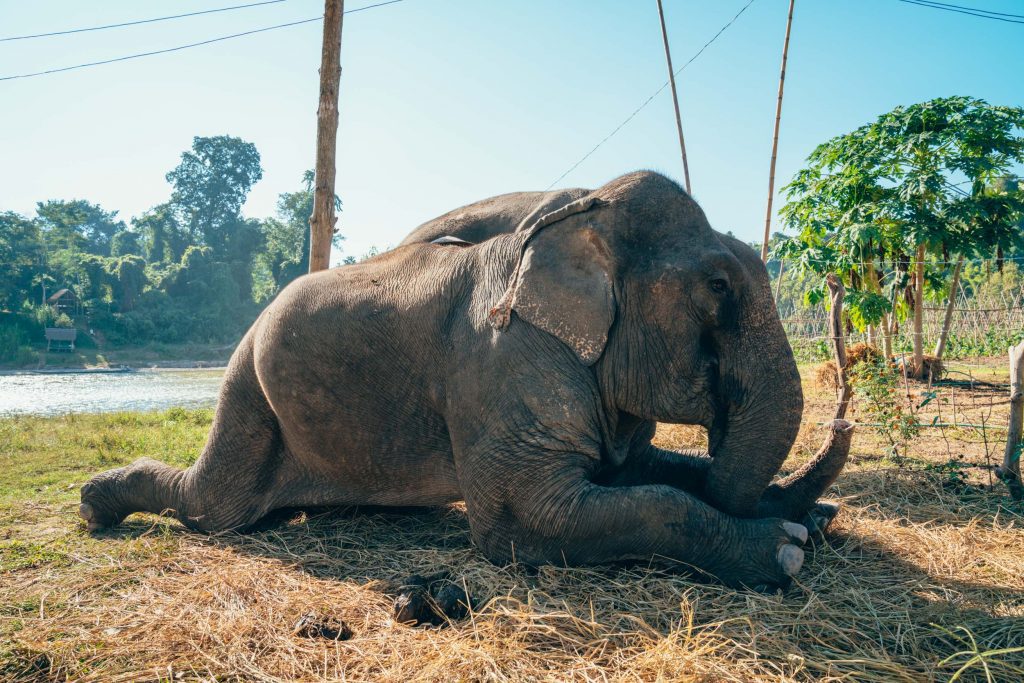 Letters from Laos Luang Prabang, a magical fairy tale about