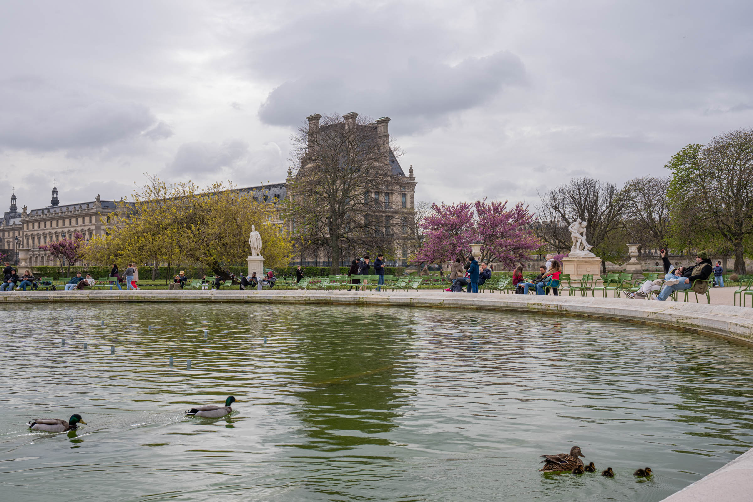 Ducks and ducklings swimming in the Tuileries pond with a wing of the Louvre rising behind, Paris in spring