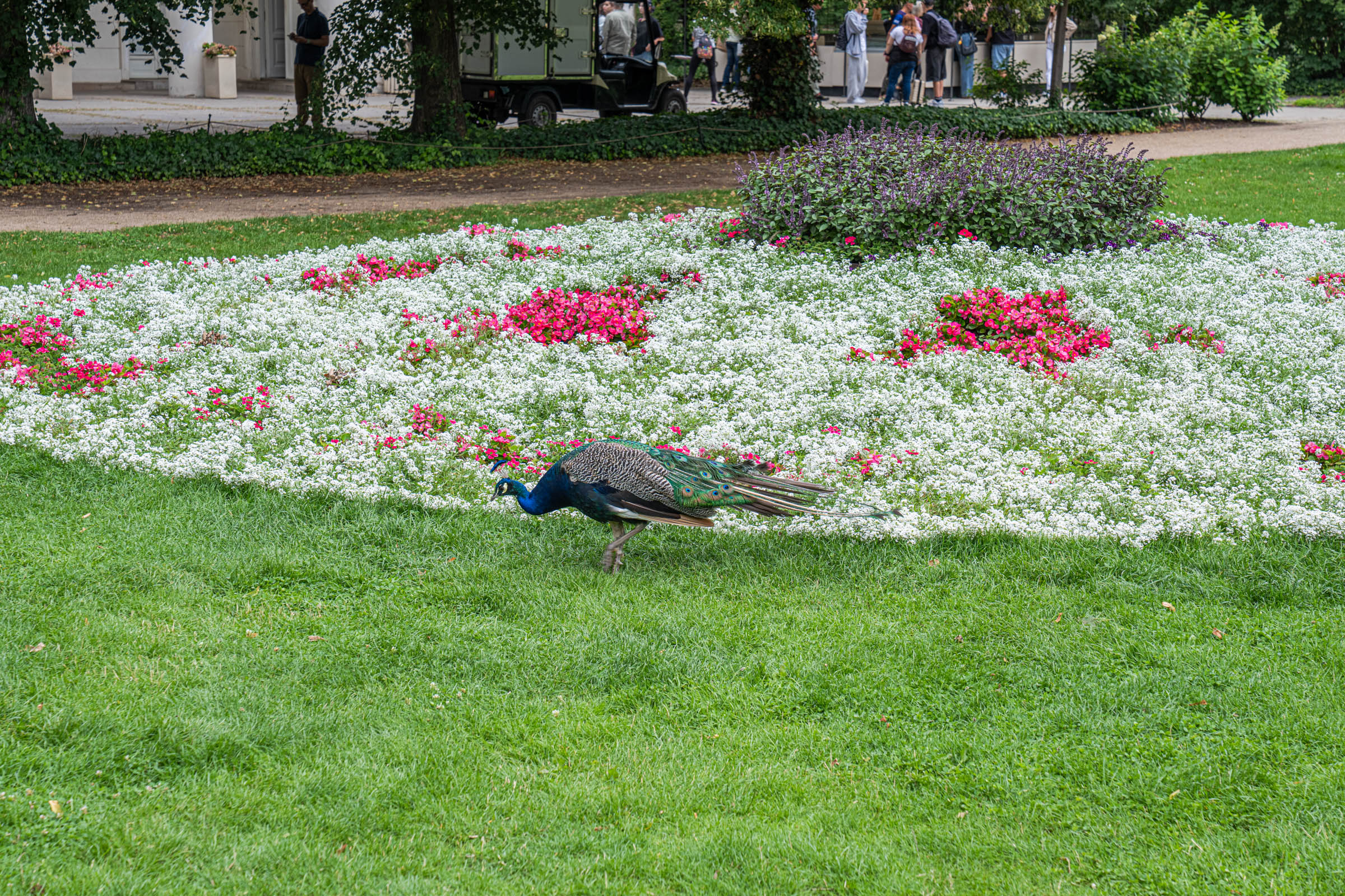 Peacock walking past flowerbeds on the lawns of Łazienki Park in Warsaw, Mr.M by Marko Tadić
